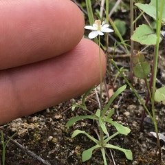 Meconella denticulata