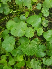 Glechoma hederacea