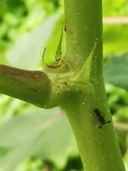 Teleopsis quadriguttata