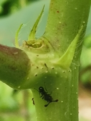 Teleopsis quadriguttata