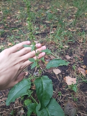 Rumex obtusifolius