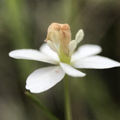 Meconella denticulata