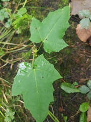 Acer platanoides