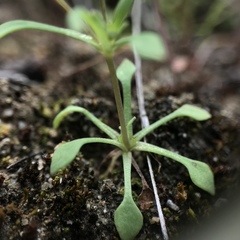Meconella denticulata