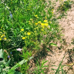 Potentilla multifida