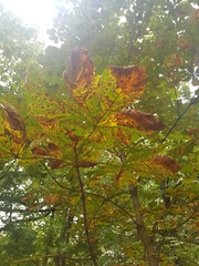 Aesculus hippocastanum