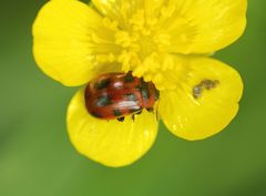 Gonioctena viminalis