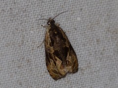 Zomaria interruptolineana