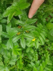 Argentina anserina