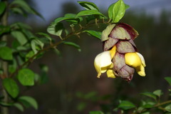 Gmelina philippensis