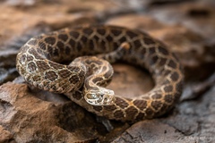 Crotalus polystictus