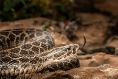 Crotalus polystictus