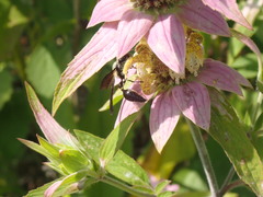 Zethus spinipes spinipes