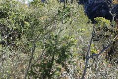 Asparagus mucronatus