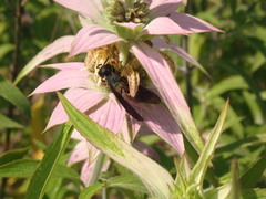 Zethus spinipes spinipes