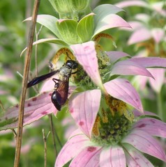 Zethus spinipes spinipes