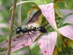 Zethus spinipes spinipes