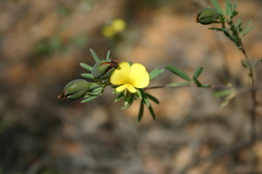 Gompholobium nitidum