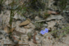 Comesperma sphaerocarpum