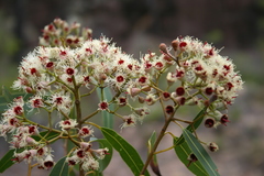 Corymbia rhodops