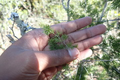 Asparagus mucronatus