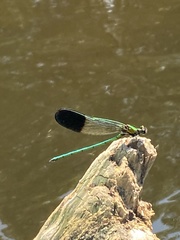 Calopteryx aequabilis