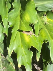 Anolis sagrei