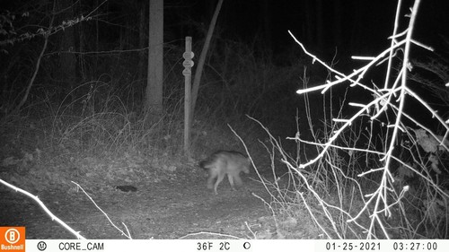 Coyote photographed in Delaware