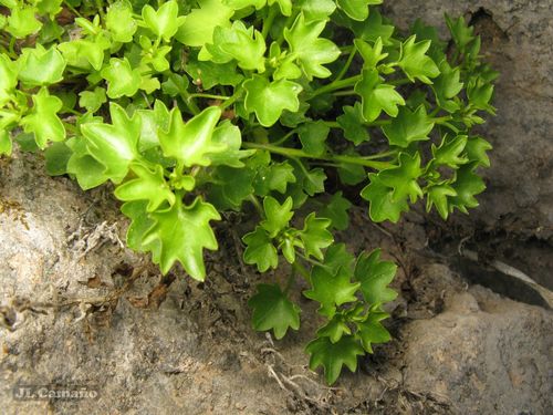 Campanula arvatica