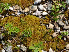 Tortella inclinata