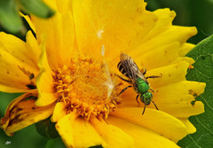 Agapostemon virescens