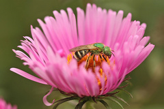 Agapostemon virescens