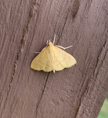 Ecpyrrhorrhoe puralis