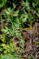 Artemisia latifolia