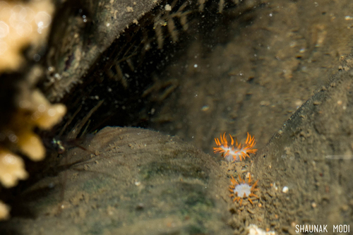 Andvakiidae