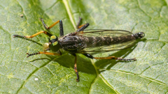 Neoitamus orphne