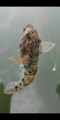 Glossogobius olivaceus