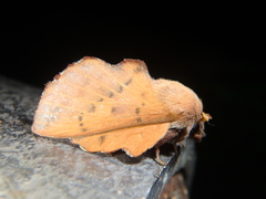 Phyllodesma joannisi