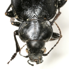 Calosoma latipenne