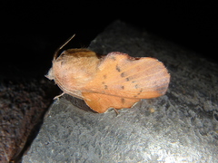 Phyllodesma joannisi