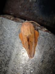 Phyllodesma joannisi