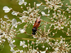 Arge melanochra