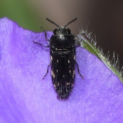 Acmaeodera tubulus