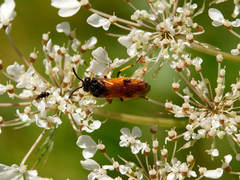 Arge melanochra