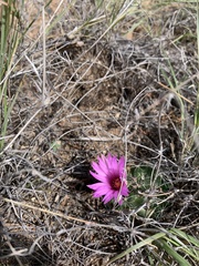 Mammillaria wrightii wrightii