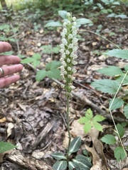Goodyera pubescens