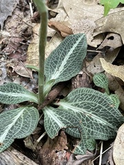 Goodyera pubescens