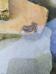 Anura