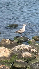 Larus