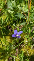 Gentianopsis holopetala